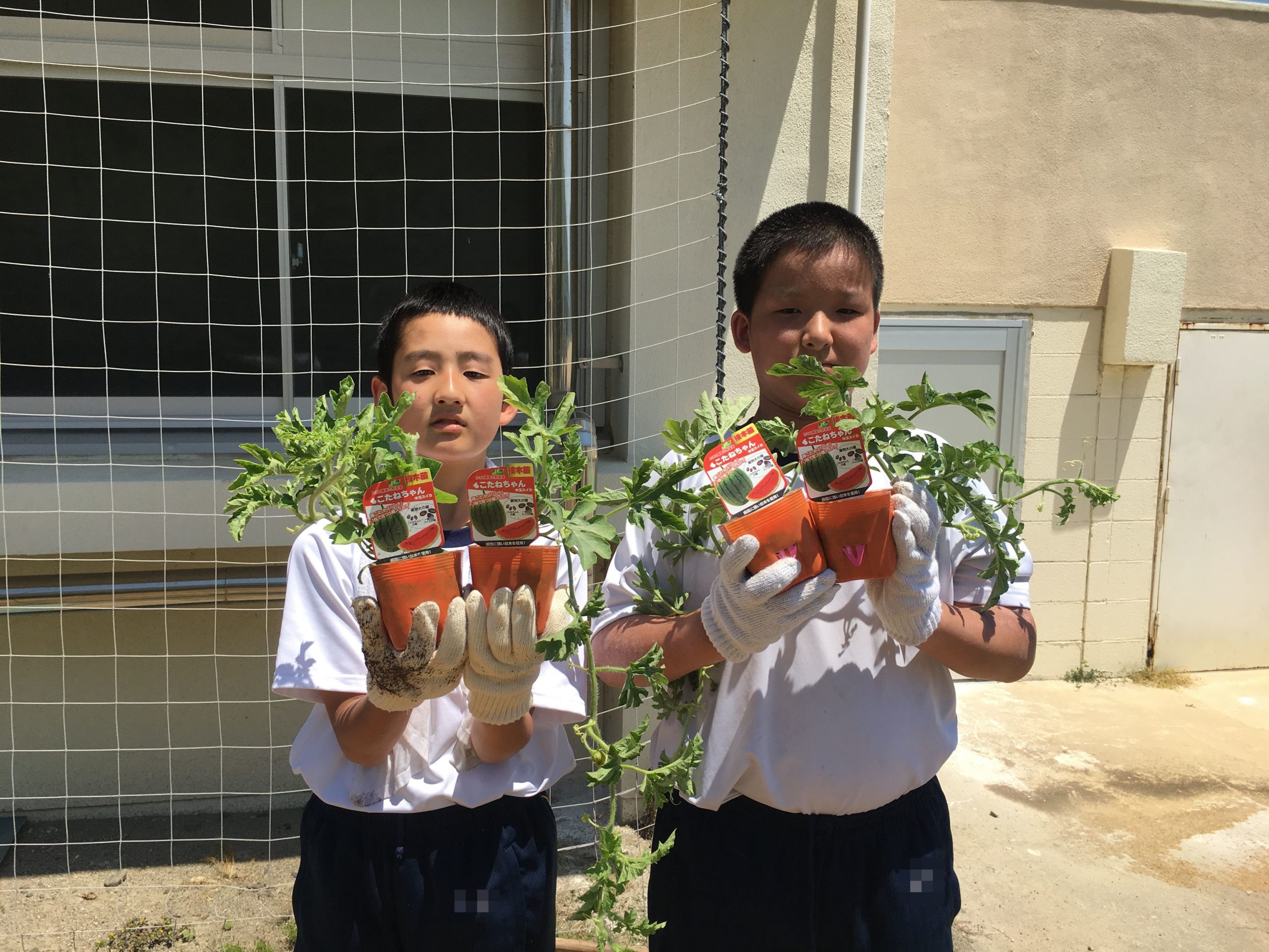 箕島中学校　野菜の苗植え