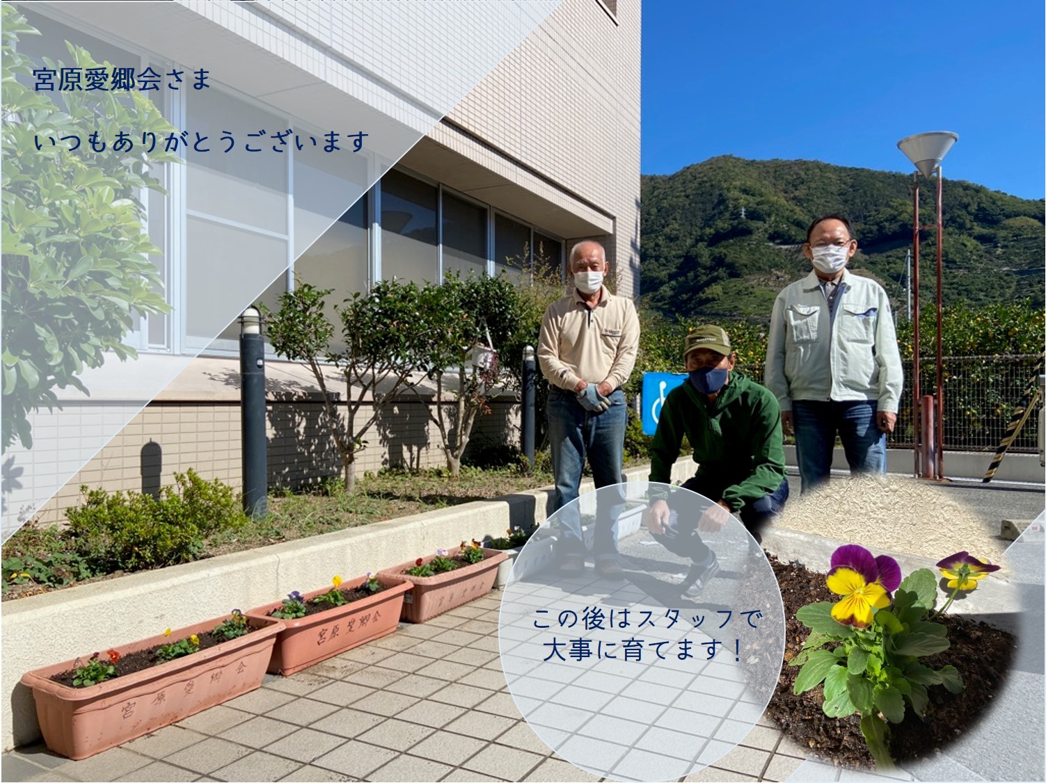 プランターに新しいお花をいただきました