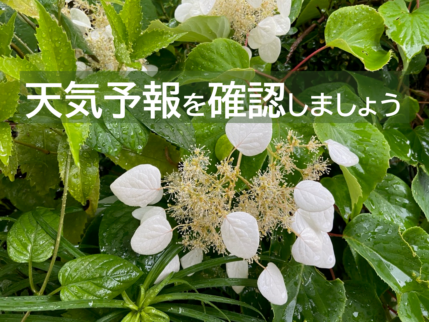 梅雨を前に